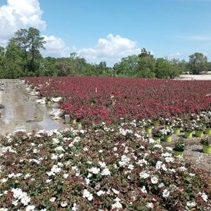 Meet your Posher, Sergio